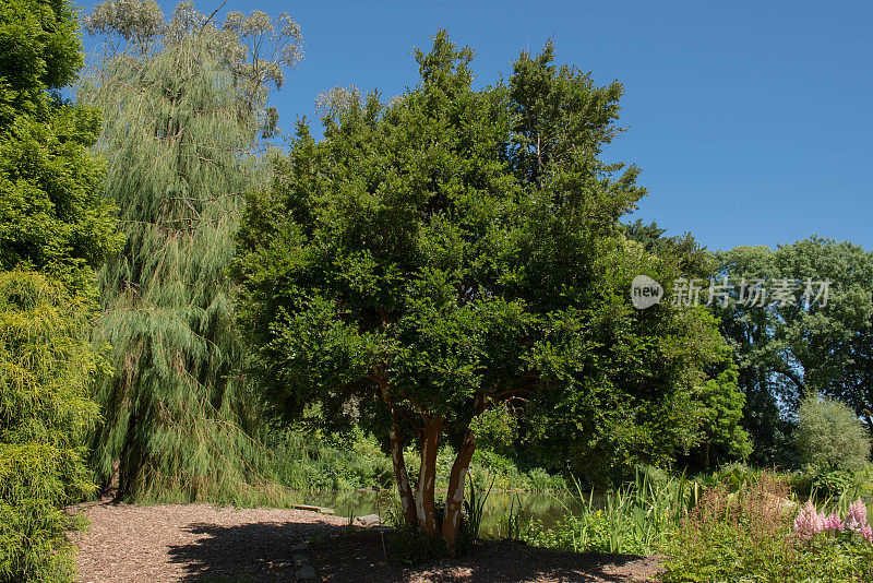 一种常青智利桃金娘的夏季树叶，Temu或Arrayan树(Luma apiculata)生长在英格兰德文郡乡村别墅花园的湖边